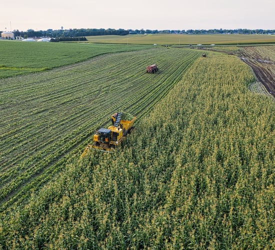Blackleg outbreaks linked to on-farm earthworks