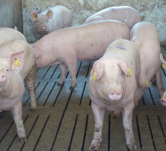 DAERA: Improved gilt litter size influences herd output