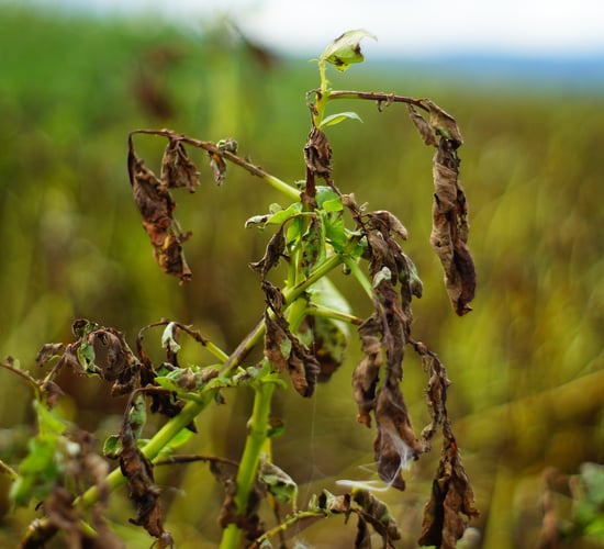 Met Éireann issues blight warning for 7 counties