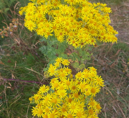 Ragwort growing outside Leinster House 'addressed' - DAFM