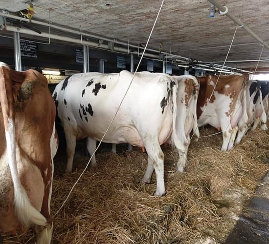 Supplying milk at a premium for Gruyere cheese with strict protocol