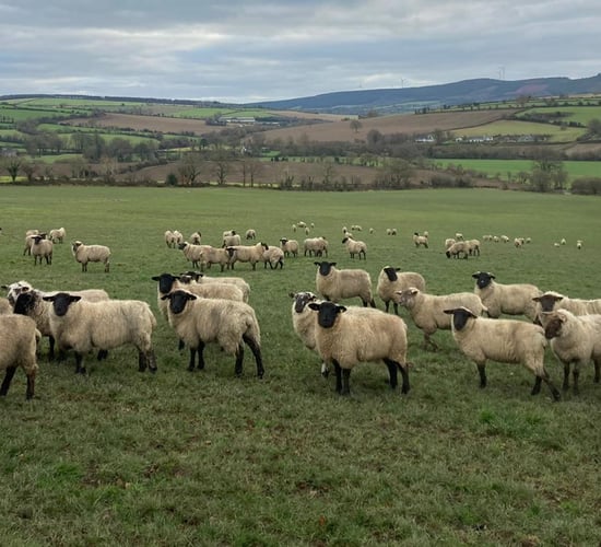 ABP Demo Farm: Store lamb review and plan for this year