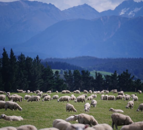 New Zealand ratio of sheep per person drops to 4.5:1 - govt