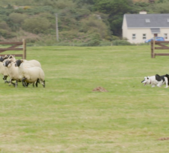 Watch: Canny skills at the 2024 Irish National Sheep Dog trials