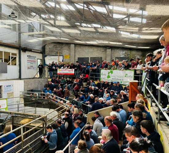 Average ram price of €853 at Sheep Ireland sale