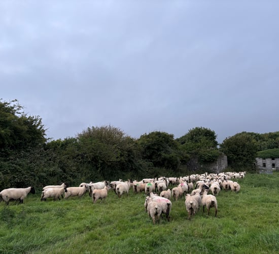 Sheep kill: Over 188,000 fewer sheep slaughtered this year