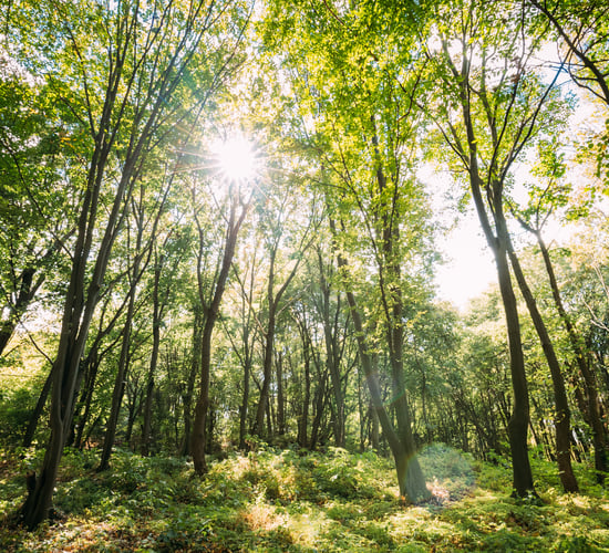 €12,000 prize fund for RDS forest and woodland awards