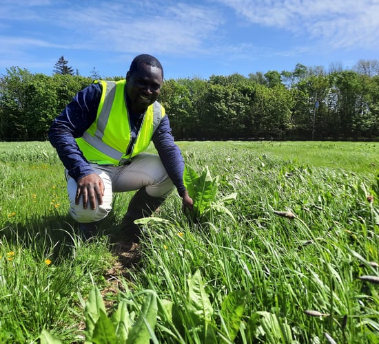 Sward diversification to minimise fertiliser requirements