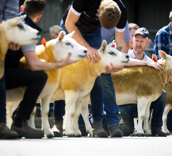 Ram lamb from Donegal flock hits €20,000 at Texel Premier sale
