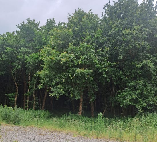 Maturing forest with idyllic location in Offaly hits the market