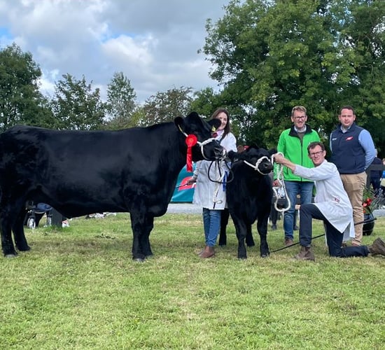 Gallery: Winners from the Angus classes at Iverk Show