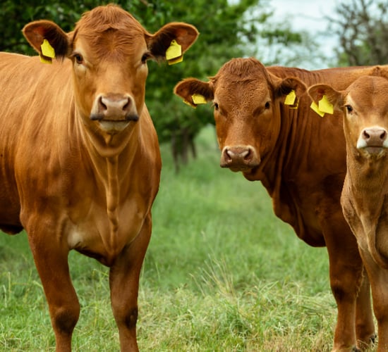 What you need to know about the new €20m Beef Welfare Scheme