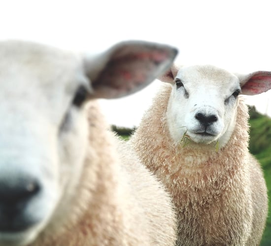Veterinary Council seeks input from pregnancy scanning providers