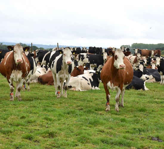Dairy Focus: Better fertility and milk quality from crossbred herds