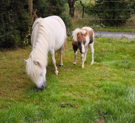 Kerry farmer appeals for information after mare and foal stolen