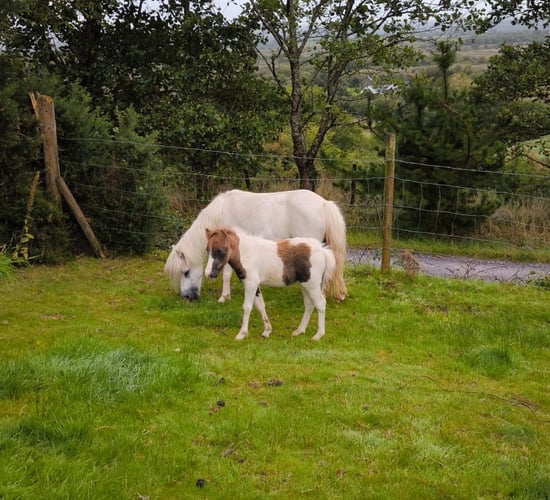 Relief for Kerry farmer as missing miniature horses recovered