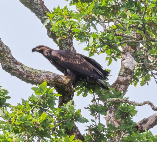 White-tailed eagle chicks released in Killarney National Park