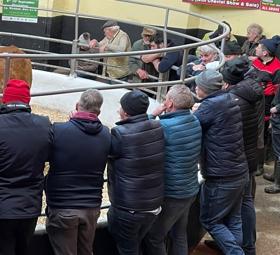 Nearly 500,000 cattle traded through dealers and agents in 2023