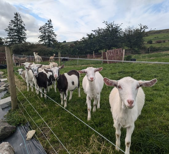 'Working with goats was a dream for us' - Cork couple