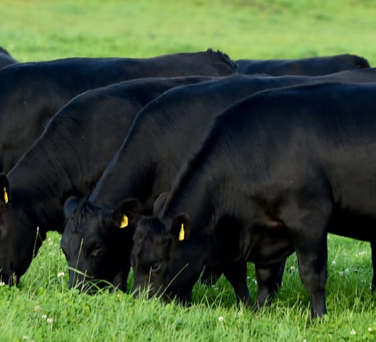 Teagasc may breed 180 elite, high genetic merit Angus calves yearly