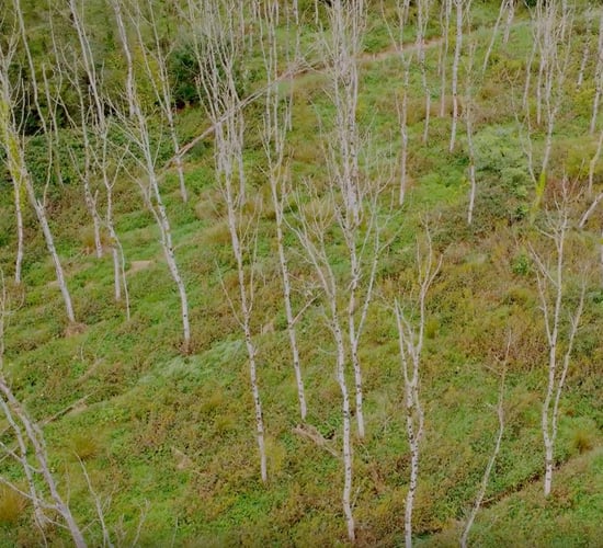 Woodland owners call for suspension of ash dieback scheme