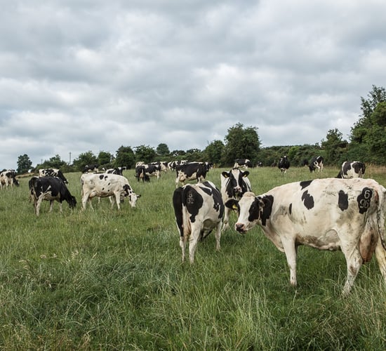 Watch: Calor provides instant hot water solution for Kilkenny dairy farmer