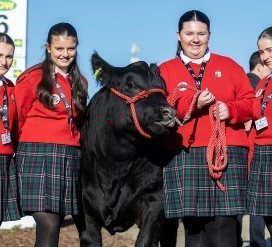 Certified Irish Angus finalists presented with calves at Ploughing 2024