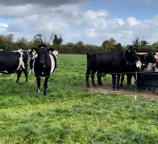 Costs on dairy farms up 12c/L in past 4 years - Shalloo