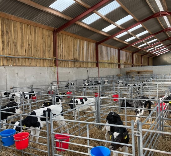 Autumn calving: Giving calves the best possible start