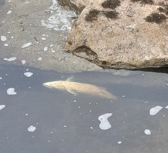 'No specific factors' caused salmon deaths in Sligo river - IFI