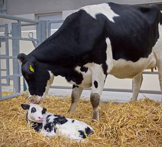 Maximising winter milk performance in autumn calving cows