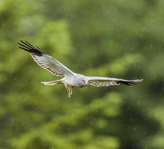 Environmental groups say hen harrier plan is a 'failed opportunity'
