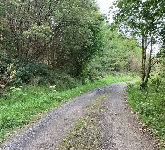 Boyhan: Support needed for removal of 'dangerous' trees