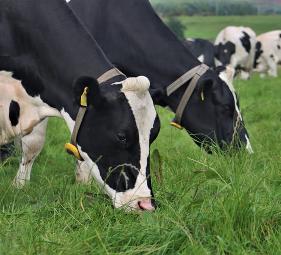 Is Ireland's leading heat &amp; health monitoring system worth it?