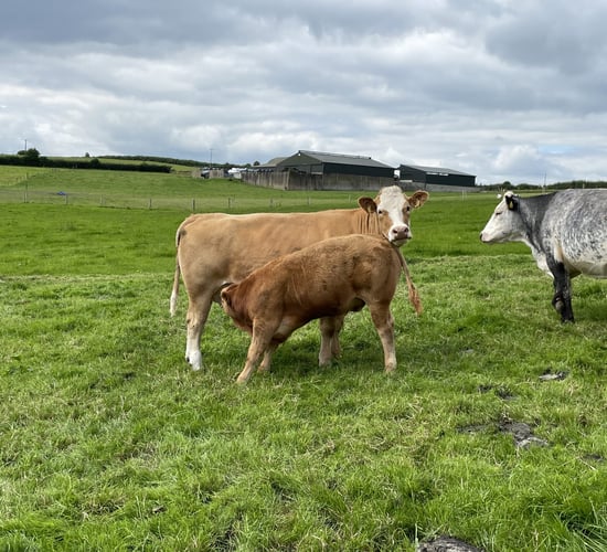 23,720 suckler farmers apply for Beef Welfare Scheme