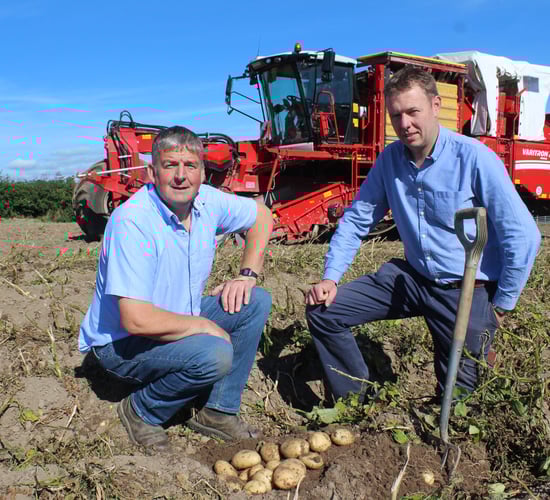 Tillage: Main crop potato harvest now underway in NI