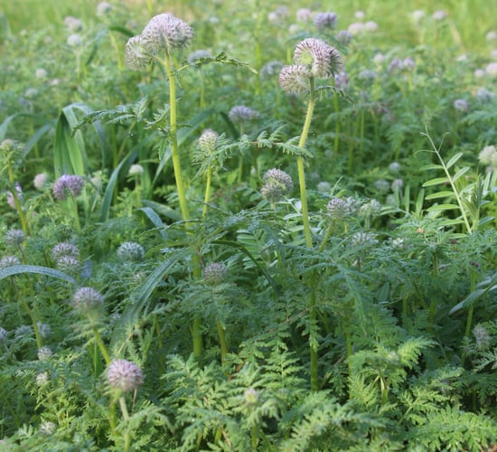 Regenerative agriculture is the future - report