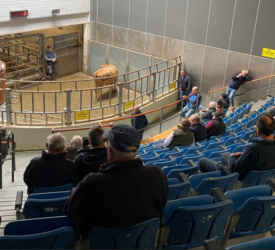 Sample cattle prices from marts around the country