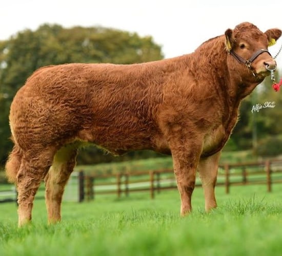 Two decades of successful pedigree breeding celebrated with sale