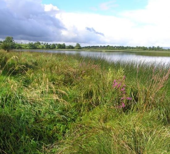 Agriculture the 'principal cause' of pollution in Lough Erne