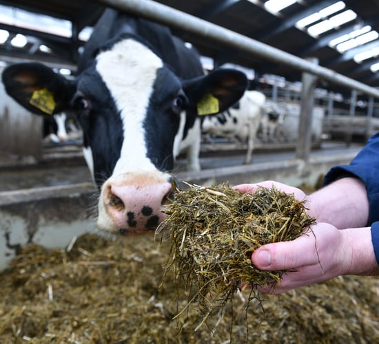 CAFRE: 'Encouraging' ammonia emissions results from dairy herd