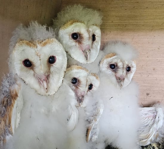 Barn owl nest boxes to be set up under Clare biodiversity project
