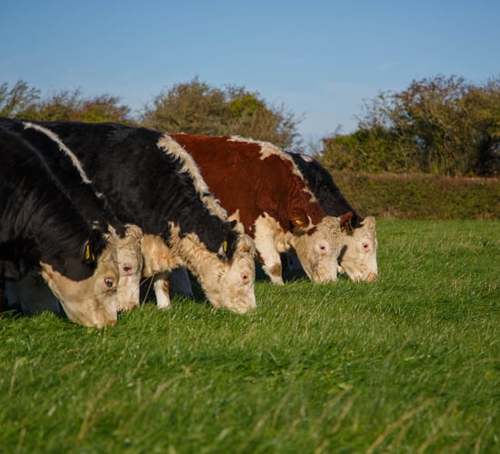 Irish Hereford Prime confirms 25c/kg bonus