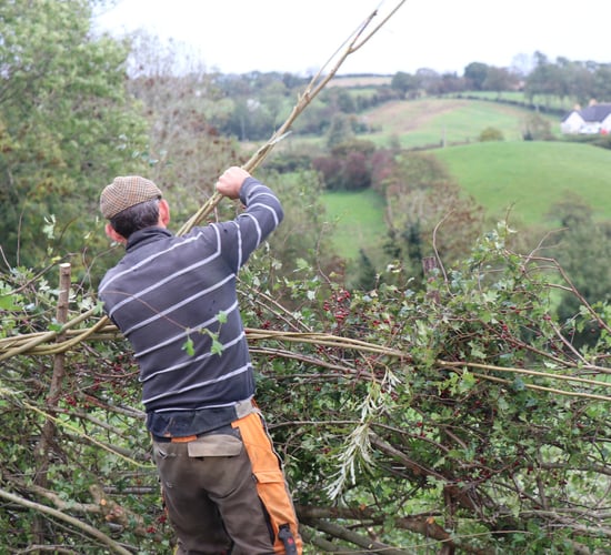 All-Ireland Hedge Laying Championships to take place in Kildare