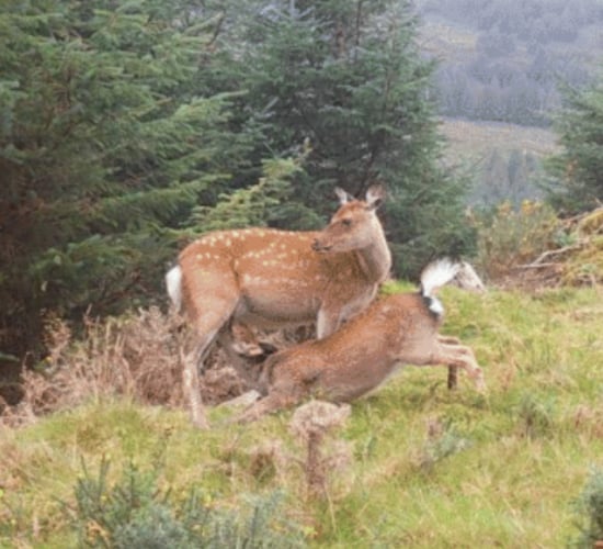 Report shows 'continued dominance' of sika deer in Wicklow