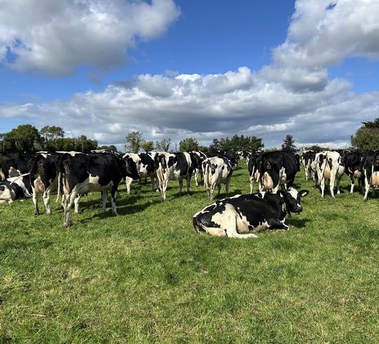 Dairy Focus: 2% empty rate with American Holstein genetics