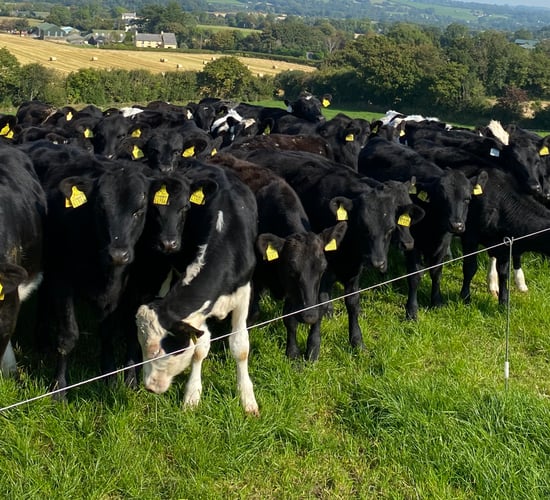 Lungworm in calves can pose a threat in late summer/autumn