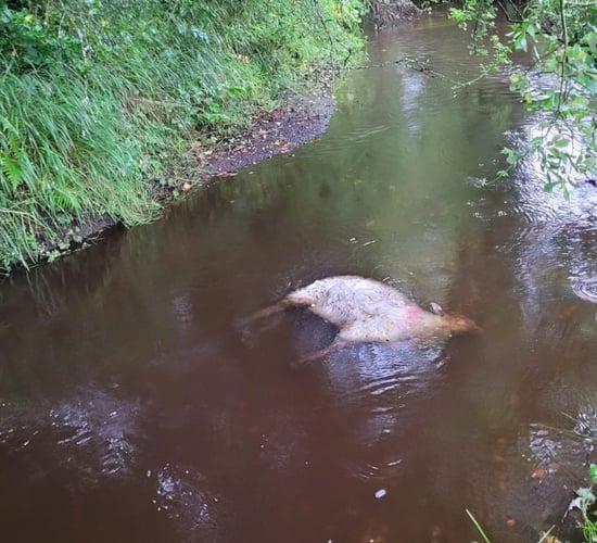 Graphic video: Farmer shares 'long-term worry' of dog attacks on sheep