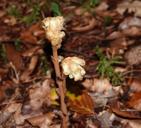Killarney National Park rangers discover plant last seen in 1896