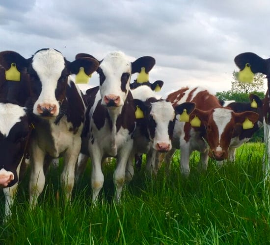Act now if your replacement heifers are underweight